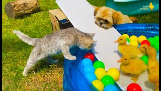 Cat, dog and funny ducklings in the pool with colorful balls