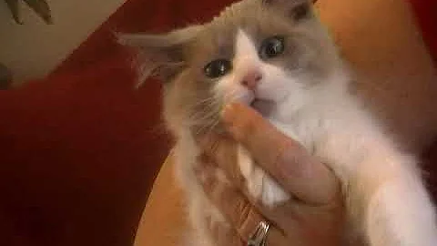 Video 6752841: love cattery, home cattery, male kitten