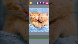 🐈 Kitten Snuggles Jigsaw Puzzle