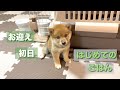 緊張！！豆柴の赤ちゃんにはじめてのごはんをあげます！