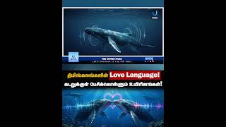 திமிங்கலங்களின் Love Language! #shorts #bluewhales #lovelanguage