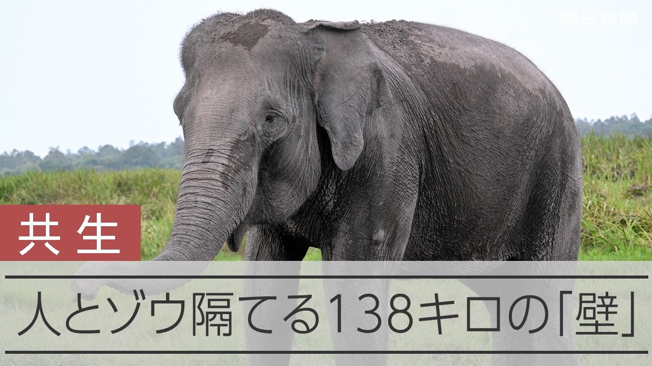 早朝に12頭のゾウ、村長犠牲に インドネシア「壁」で隔離は答えか