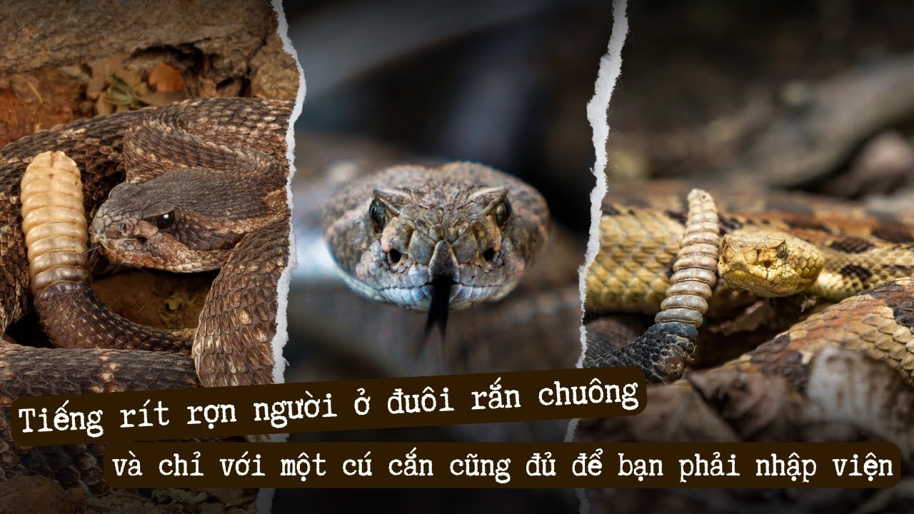 Tiếng rít rợn người ở đuôi rắn chuông và chỉ với một cú cắn cũng đủ để ...