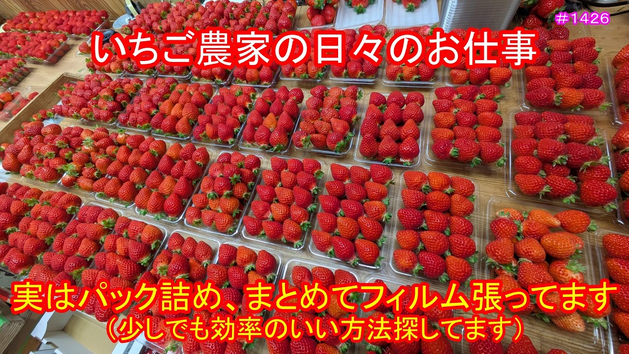 実はパック詰め、まとめてフィルム張ってます（少しでも効率のいい方法探してます）　いちご農家の日々のお仕事　＃１４２６