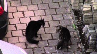 Майские коты ругаются под окном / Arguing cats Майские коты ругаются под окном / Arguing cats