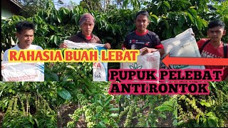 RAHASIA PUPUK BUAH KOPI LEBAT ANTI RONTOK | Mang sumina