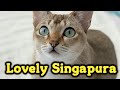 Lovely Singapura Cat Vivien : キュートなシンガプーラちゃん