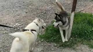 Dogs Fight Was About To Get Intense