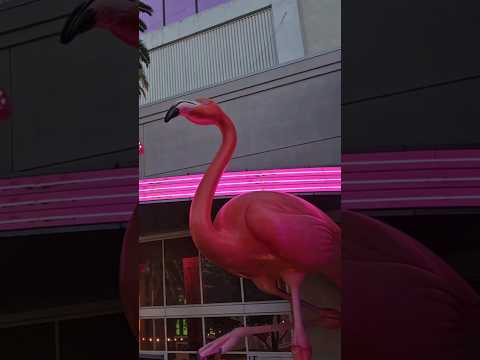 Video: Flamingo Las Vegas Hotel and Casino na samoj ulici