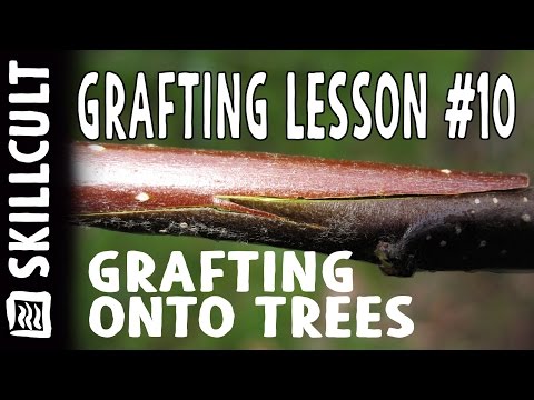 วีดีโอ: Graft Union Formation - เรียนรู้เกี่ยวกับ Graft Collar Suckering และตำแหน่งของมัน