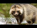 Tanuki the dog that thinks its a raccoon