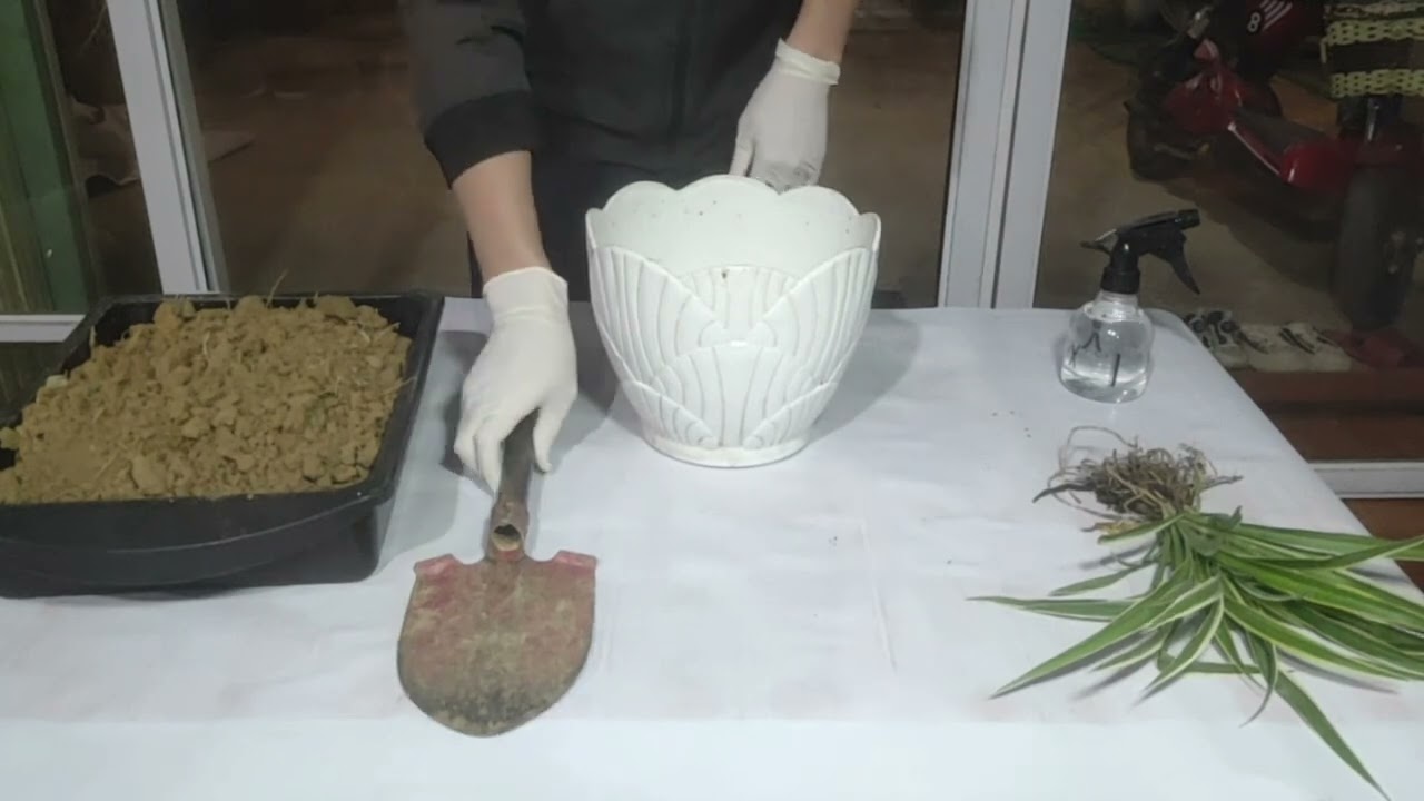 Hướng dẫn trồng hoa, cây cảnh trong châu. STEM lớp 4 - Bài 7. Chậu hoa cây cảnh mini