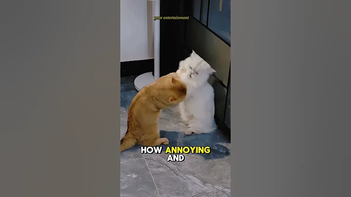Video 11354761: cat fight funny cute