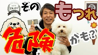 ブラッシングしよう！トリミング犬種のもつれ料金って？！