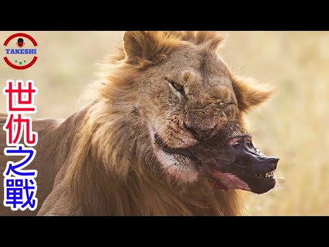 [TOP3]數個水火不容的世仇生物 | 3600萬年的恩怨之戰 | 狒狒戰勝獅子的唯一戰法