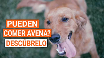 ¿Qué ocurre si un perro come avena?