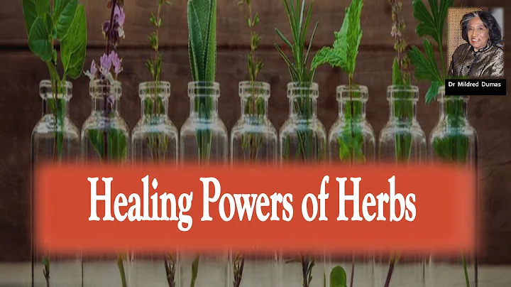 how herbs support the body