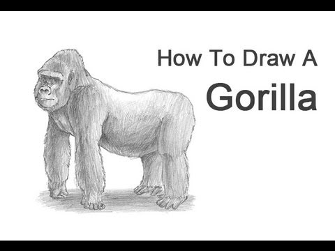 Featured image of post How To Draw A Gorilla For Kids : Kids and beginners alike can now draw a great looking gorilla.