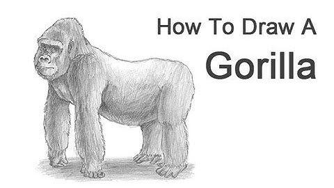 How to Draw a Gorilla