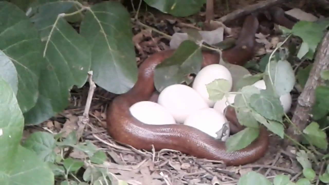 Snake eating eggs of peacock YouTube