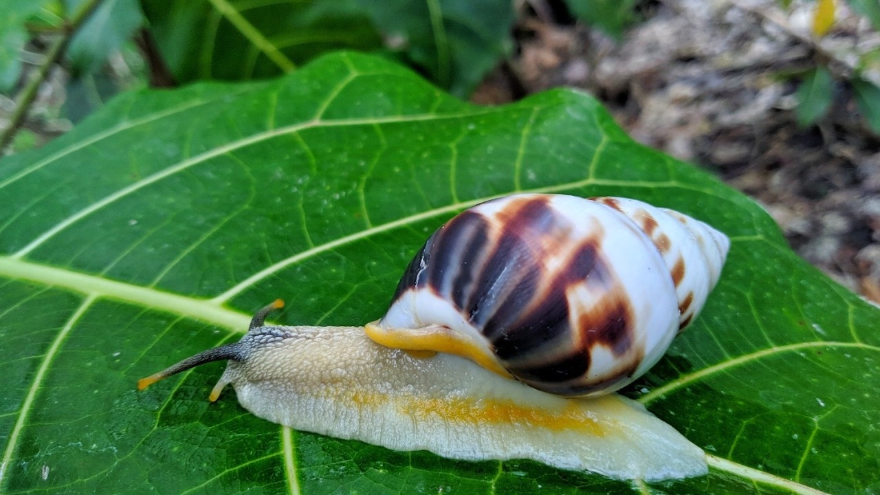 Menemukan Bekicot Warna Putih di Hutan, Berburu Bekicot Albino dan Kaki Seribu Bintik Kuning