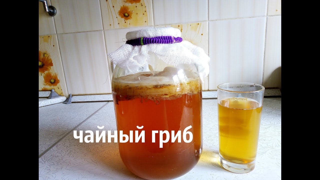 Гриб который пьют. Лесной гриб чтобы пить на ф. Можно ли пить при циррозе печени напиток Комбуча из чайного гриба.