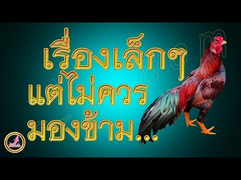 เลี้ยงไก่ให้ถูกวิธีก็มีชัย...!!!