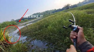 MANCING TOMAN || KETEMU BERANG_BERANG || SHIMANO