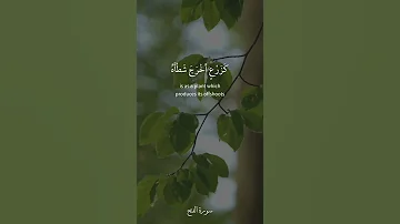 محمد رسول الله والذين معه أشداء على الكفار رحماء بينهم سورة الفتح 29 القارئ فارس عباد 