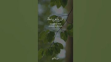 محمد رسول الله والذين معه أشداء على الكفار رحماء بينهم [ سورة الفتح : 29 ] القارئ فارس عباد