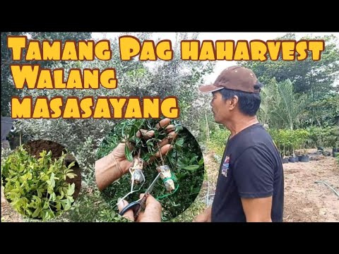Video: Geranium Mula Sa Mga Binhi Sa Bahay (31 Mga Larawan): Paano Mapalago Ang Pelargonium? Oras Ng Pag-aalaga At Pag-aalaga, Paghahasik Sa Mga Peat Tablet Sa Bahay. Paano Palakihin At I