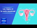 Qu'est-ce que les règles et le cycle menstruel?