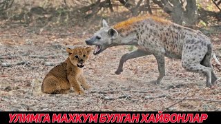 УЛИМГА МАХКУМ БУЛГАНЛАР ХАЙВОНЛАРНИНГ ДАХШАТЛИ ЖАНГЛАРИ