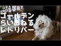 ゴールデンレトリバーを本気でブラッシングしてみたら