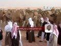 جديد 2013 غصابات مسيرة منقية الشيخ هاجد بن عيسى العضياني 