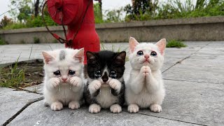 Homeless cats are looking for a home on the roadside; will you and I show them some love?