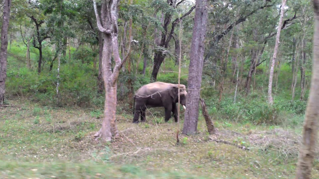 muthanga wildlife safari photos