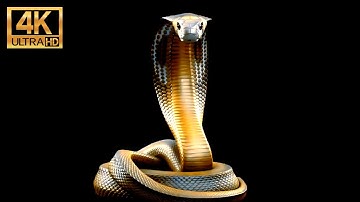 King Cobra Snake 4K | Backround Video | Loop Video | White noise