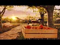 Sunset apple picking in the countryside ambience asmr  summer birds bike sounds leaf rustling