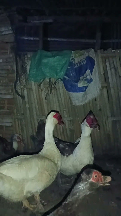 Suara Entok Betina Minta Kawn Pertama