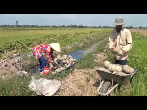 Video Hiệu quả từ mô hình đưa cây hoa màu xuống ruộng - youtube