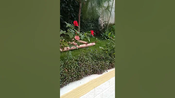 #green #greenery #scenery #trees #plants #leaf #leaves #flowers - DayDayNews