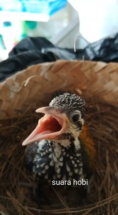 Anakan pelatuk bawang betina gacor cocok buat masteran