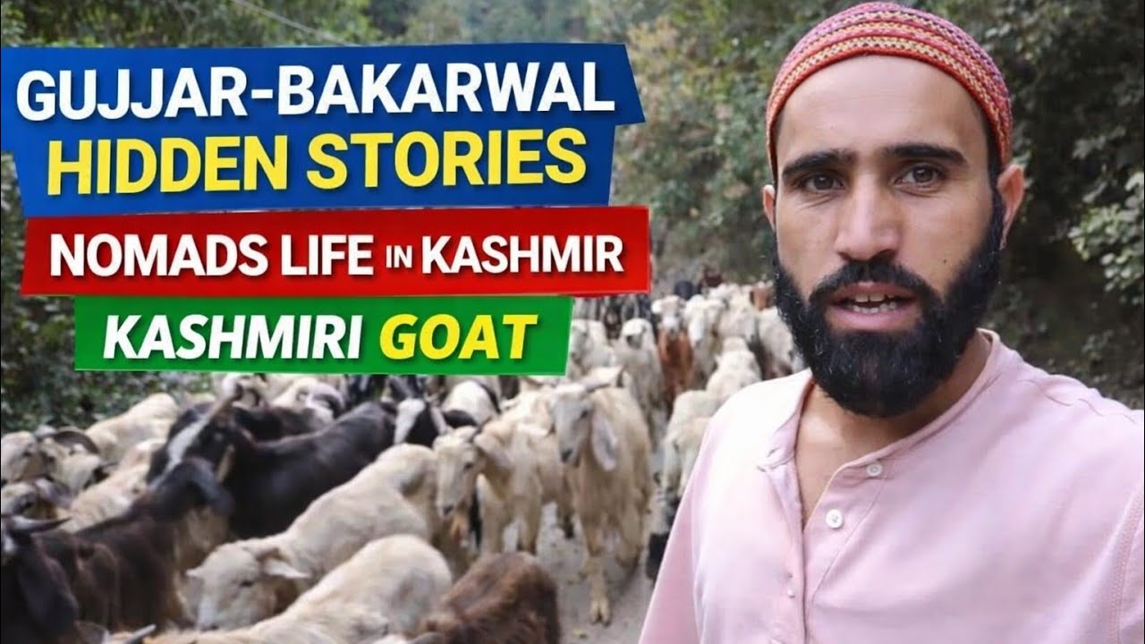 GujjarBakarwal Hidden stories ||Nomads life in Kashmir || Kashmiri Goat ||