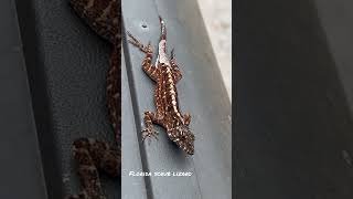Florida scrub lizard 🦎