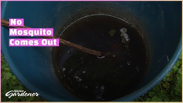 Mosquito Bucket of Doom | Volunteer Gardener
