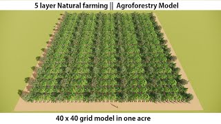 40 X 40 Grid model In 1 Acre plot. || Syntropic Agroforestry ||  3D Animation ||