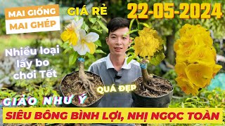 TRUNG HẬU Giao Lưu Mai Vàng Giá Rẻ, Siêu Bông Bình Lợi, Giảo Như Ý, Nhị Ngọc Toàn • THÀNH TRỌNG LÊ