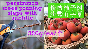 冬天 修剪柿子树枝条作业技巧 pruning Persimmon  Trees  了解正确的修剪位置让枝叶茂盛采光好 施肥除虫害 来年果樹丰收 结出又大,又多,甜的柿子 fuyu Trees