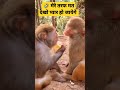 मेरे तरफ मत देखो प्यार हो जाएगा #shortsfeed #shortvideo #status #monkey #statu #virralyoutubevidio #